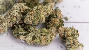 CBD Flower Buds